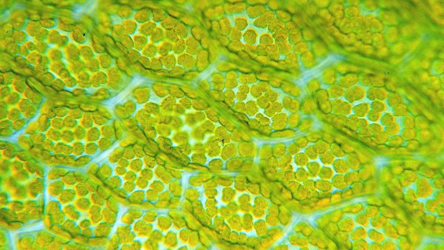 Микрофотография хлоропласта