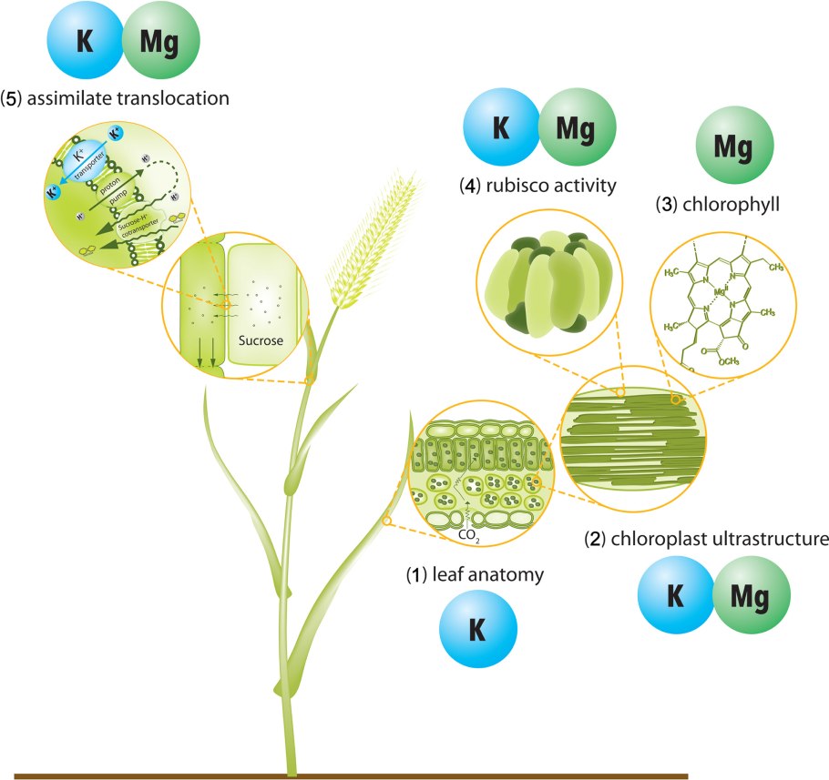 2nd Generation Leaf Cells