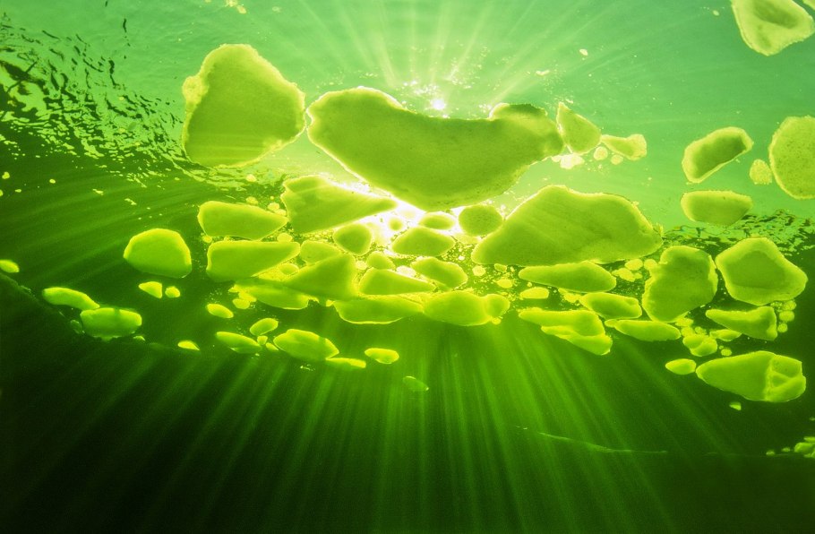 Хлорофилл фотосинтез