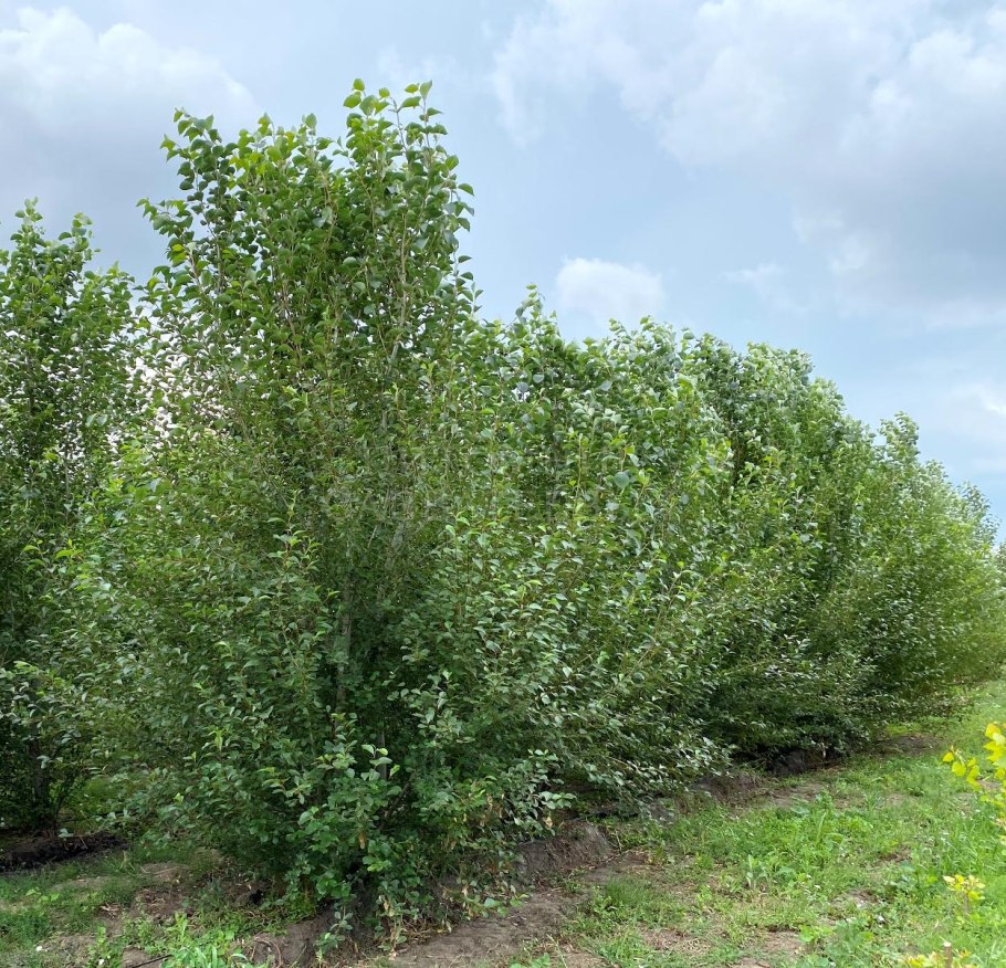 Тополь серебристый сережки