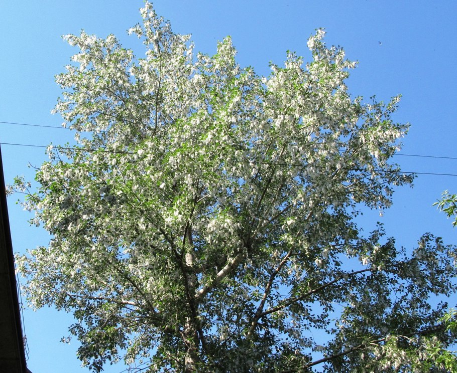 Дерево с серебристыми листьями