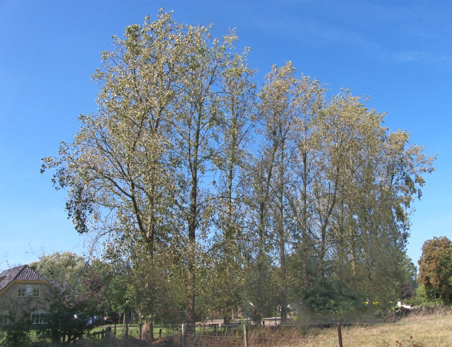Fraxinus angustifolia Raywood