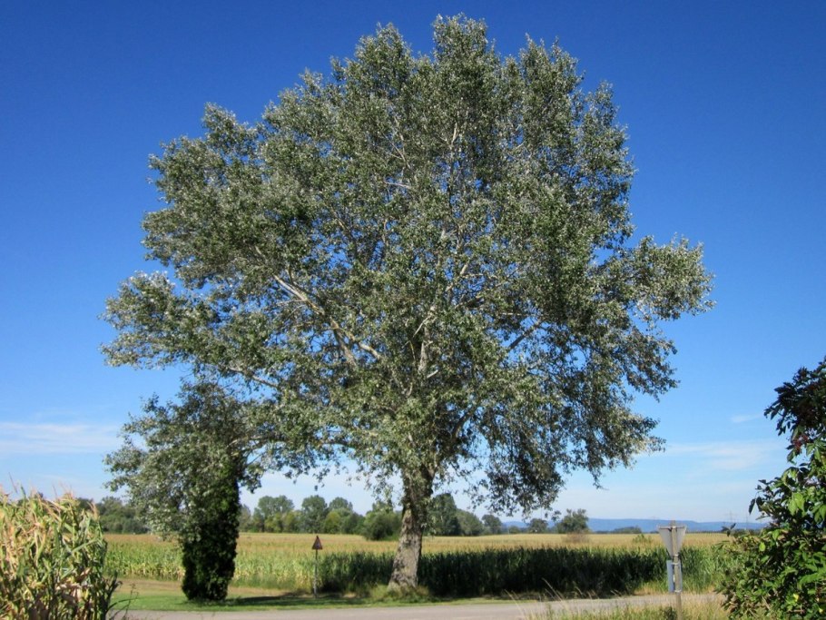 Тополь пахучий