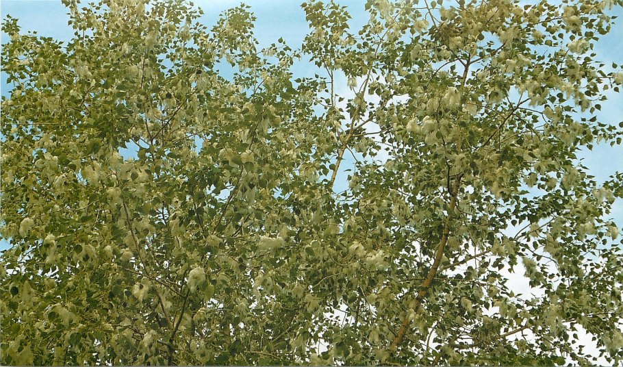 Лох узколистный кустарник