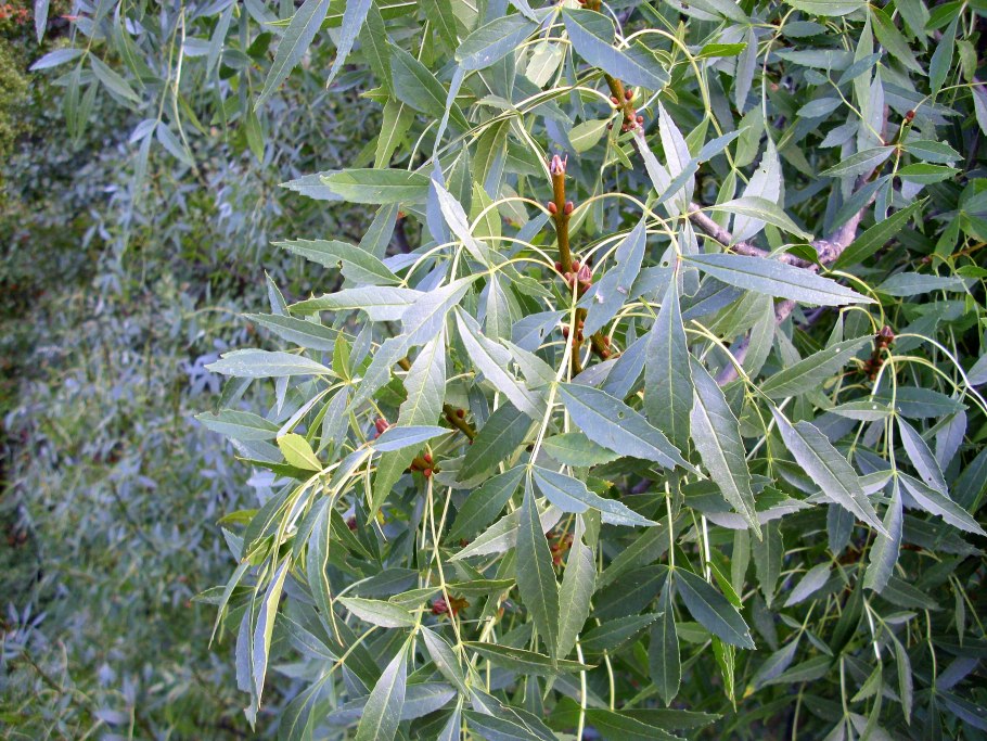 Тополь узколистный фото