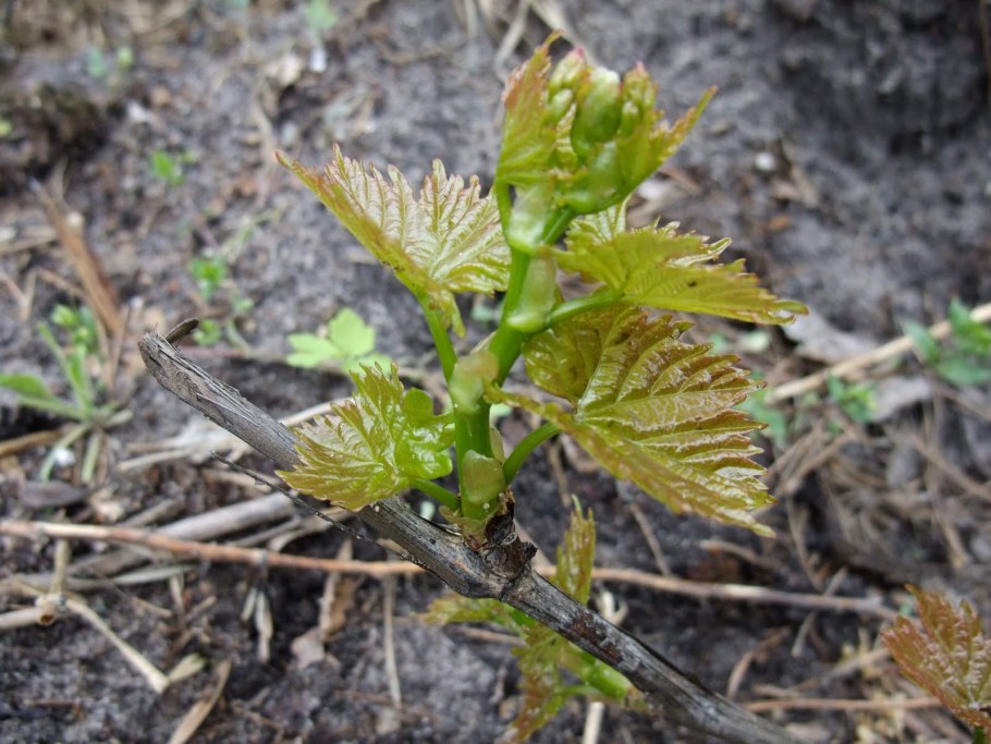 Молодые побеги