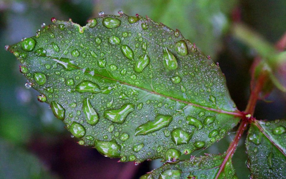 Цветочные почки крупнолистной гортензии