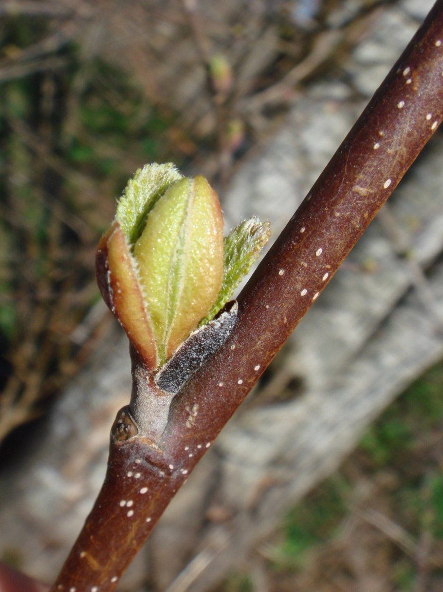 Молодые нежные части чайного побега
