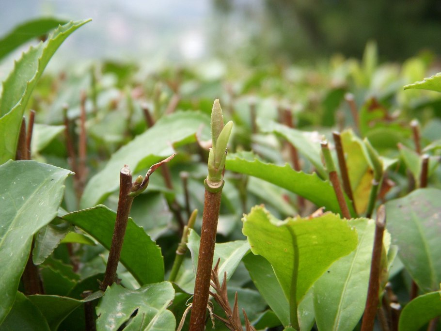 Мандевилла вредители