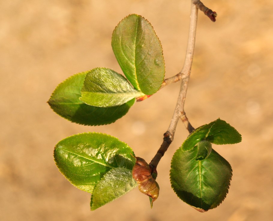 Фитофтороз каланхоэ