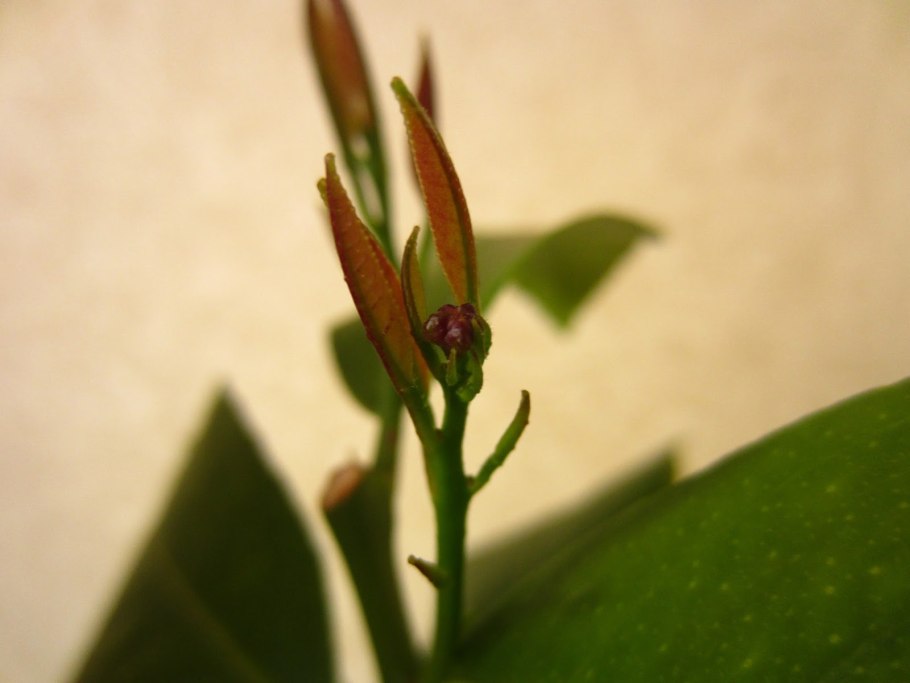 Молодые листья груши