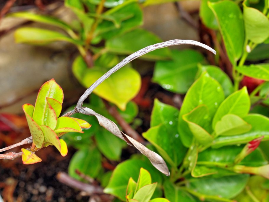 Липа распускание листьев