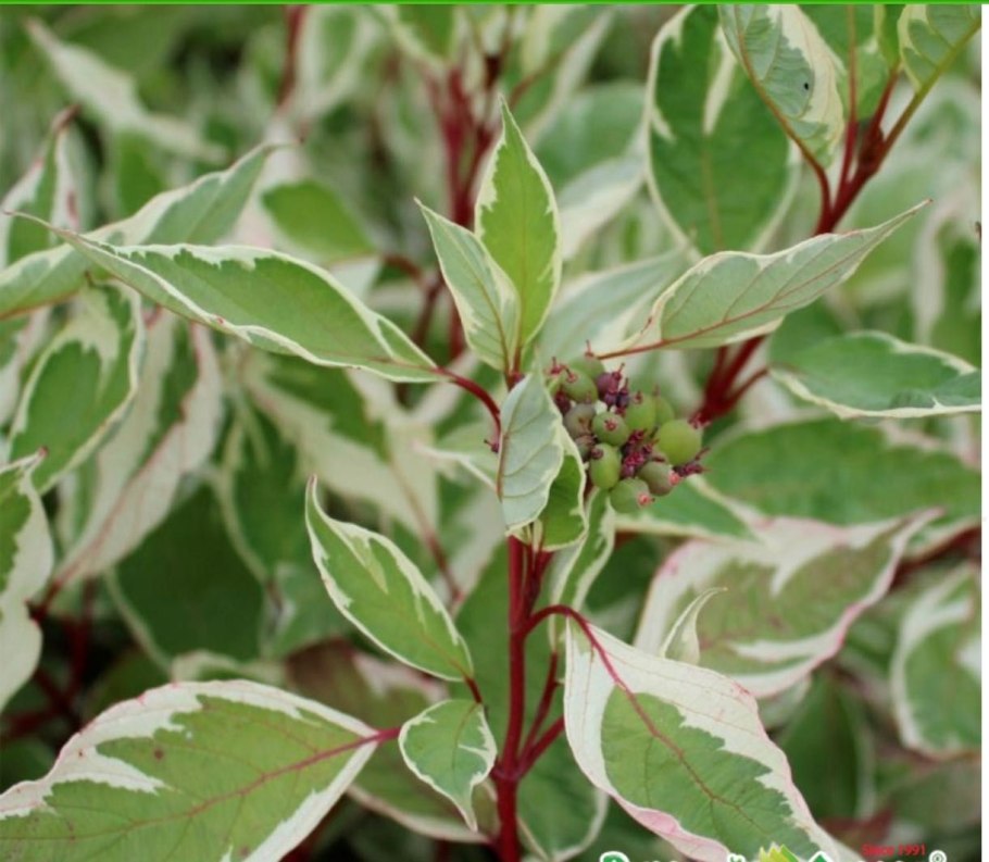 Ольха черная побег