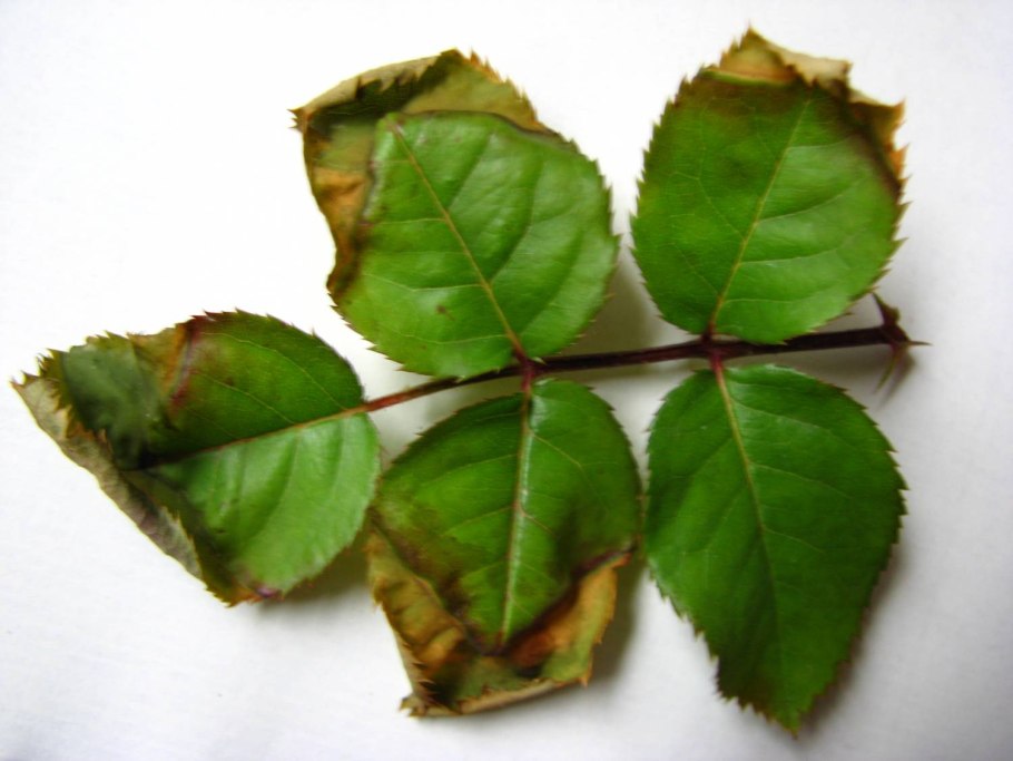 Чайный побег