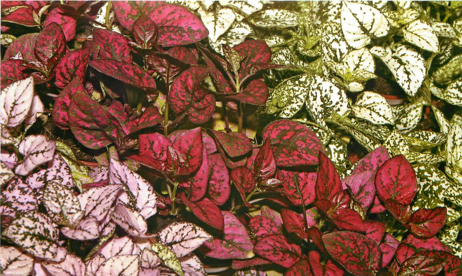 Первые листочки на деревьях