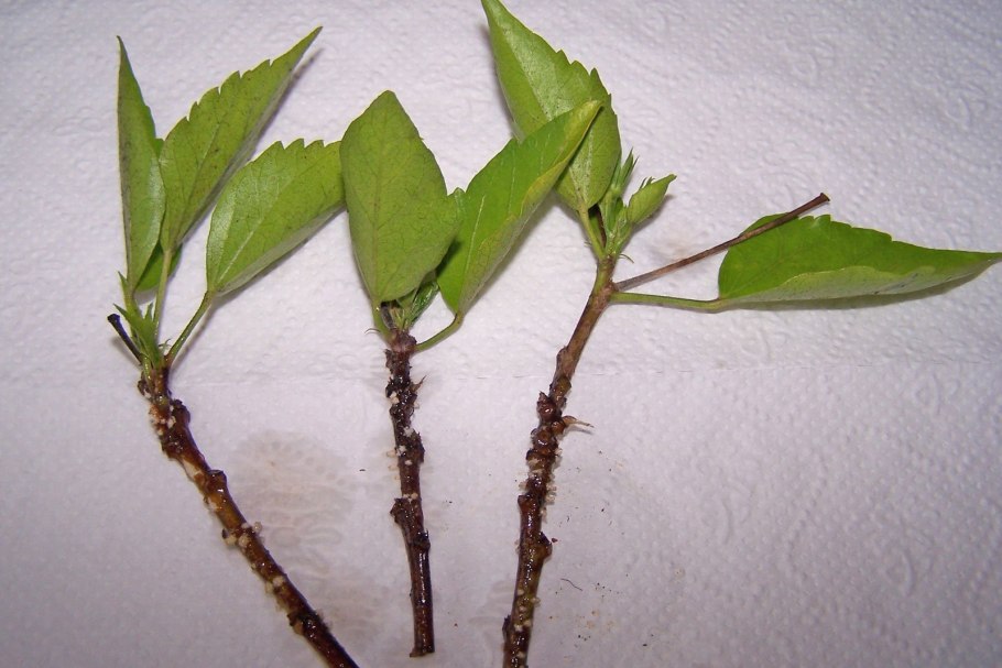 Листок дерева