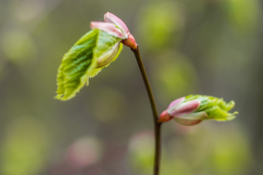 Щитовка на лимоне