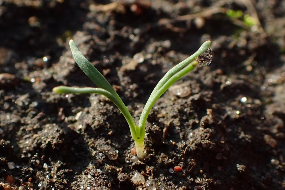 Жасмин побег