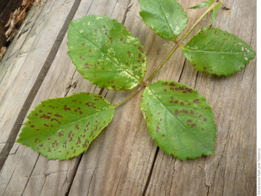 Вечнозеленый чагарник