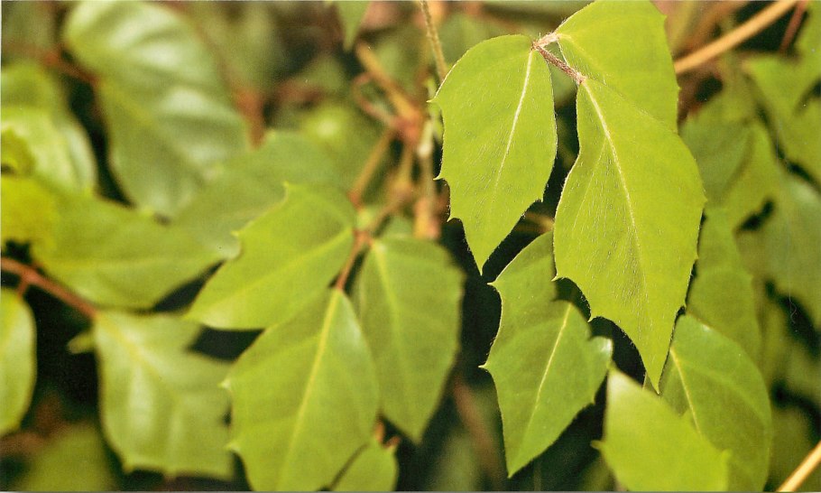 Щитовка на гардении