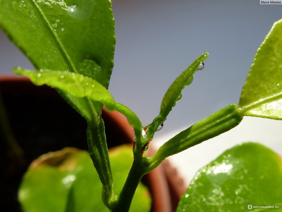 Молодые побеги растений