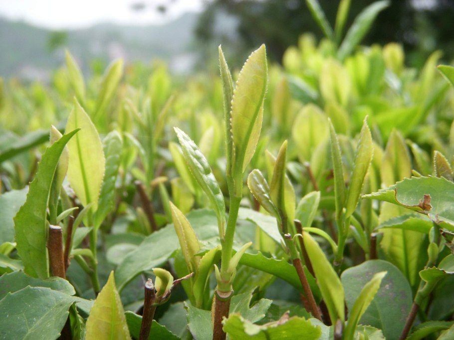 Молодые побеги