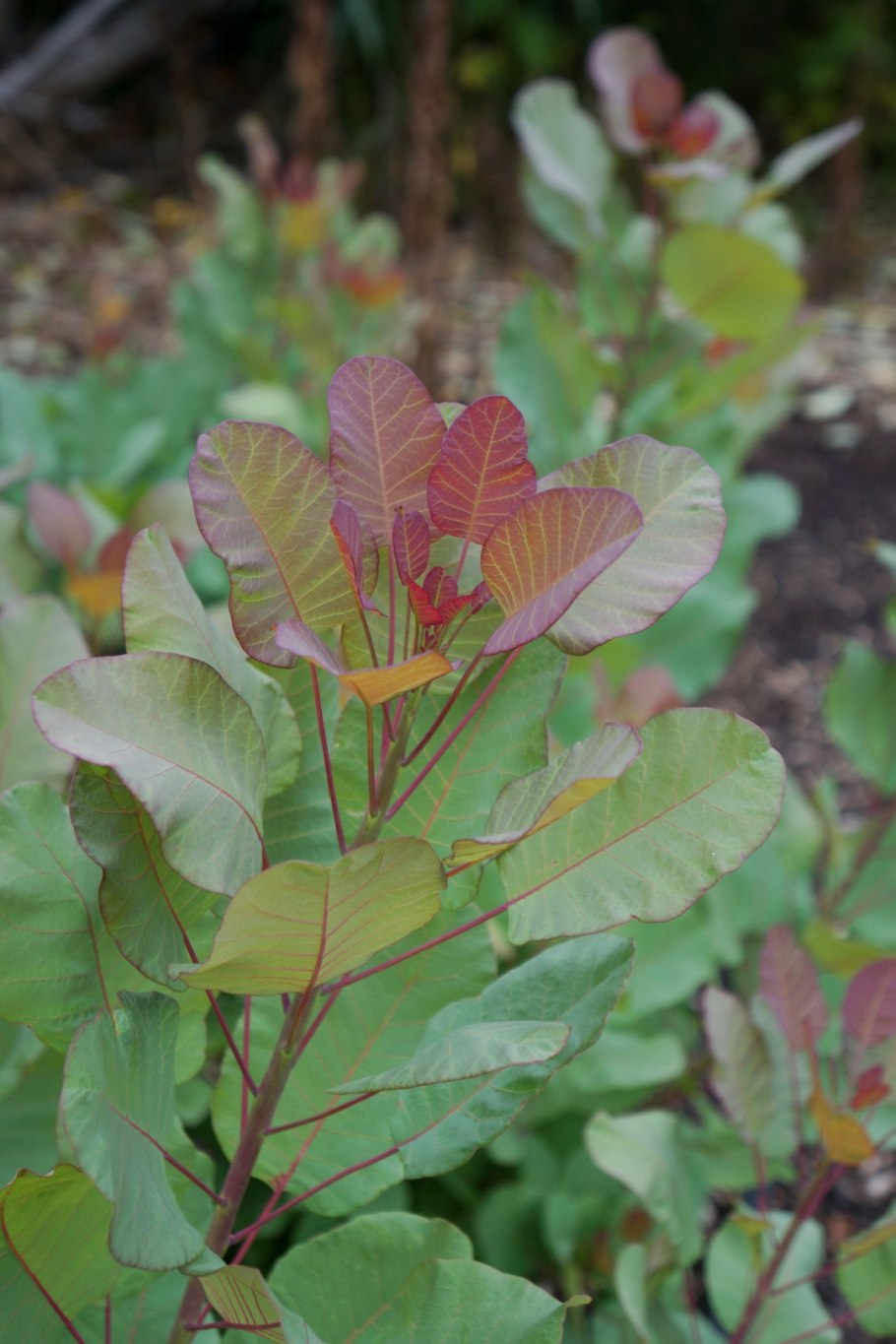 Тля на листке