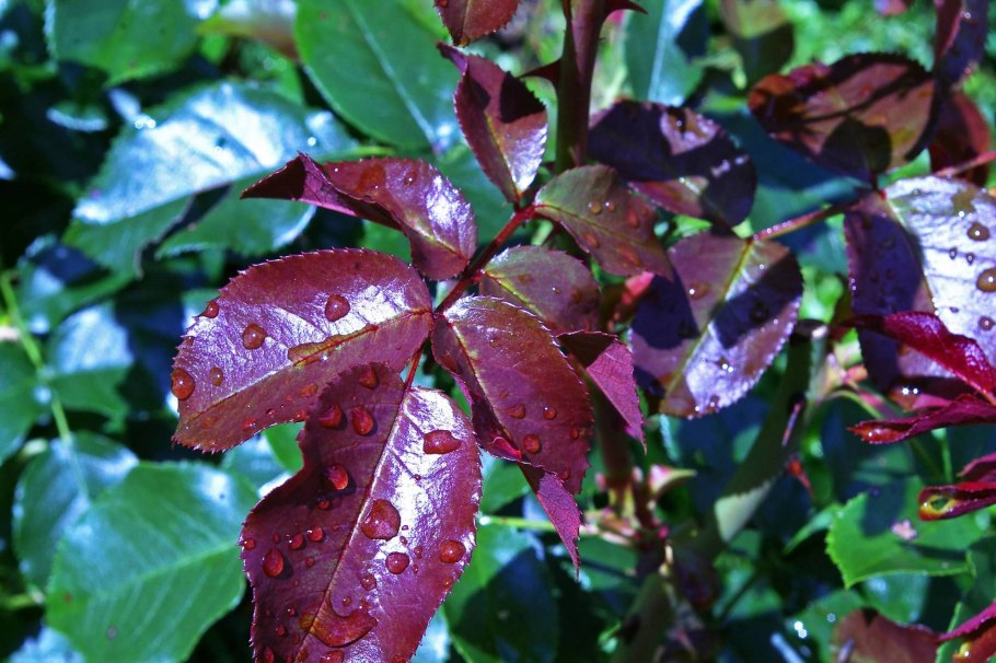 Роза с бордовыми листьями