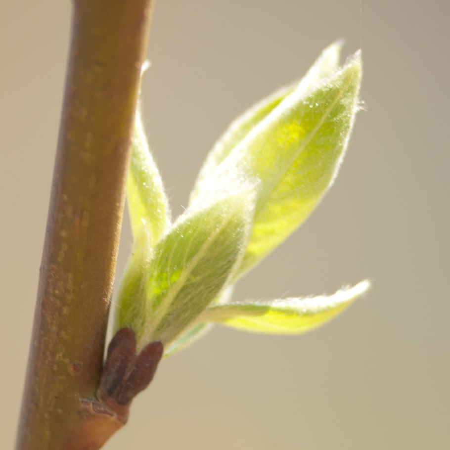 Восковой налет на листьях