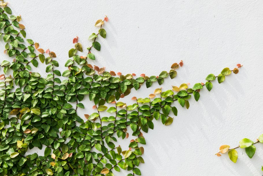 Дерен Сибирика