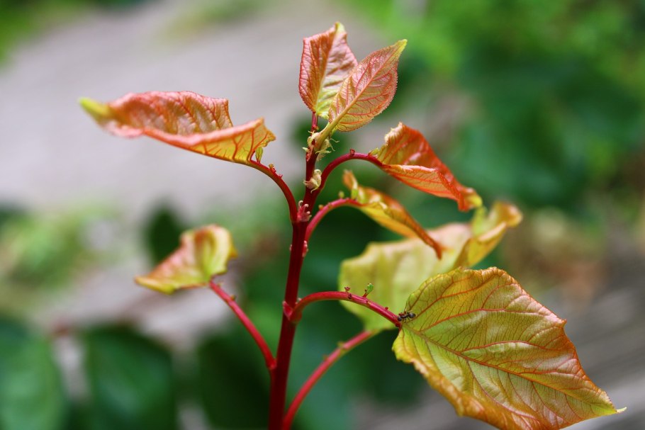 Ива ломкая Salix fragilis