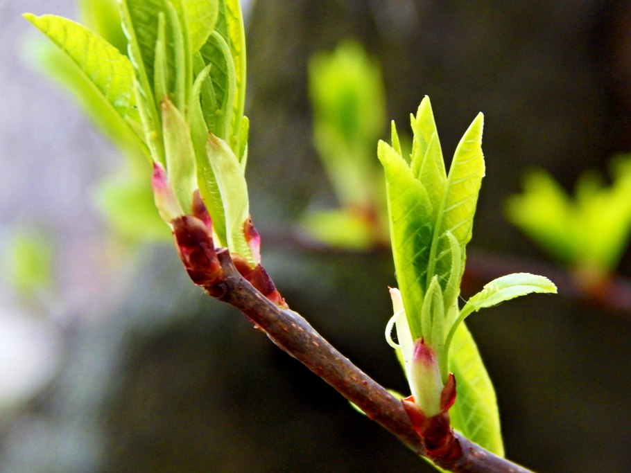 Побеги клена Гилиана