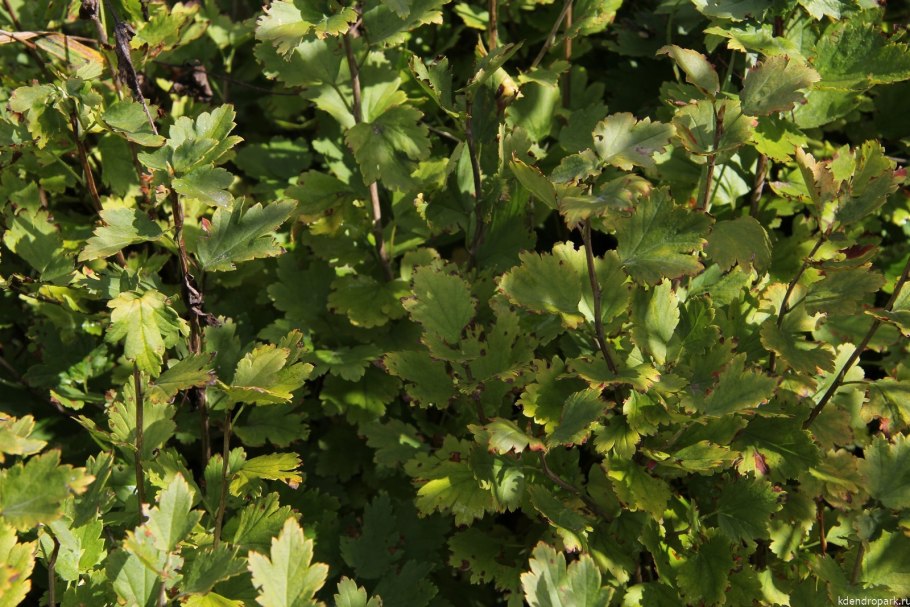 Почки на побеге лимона