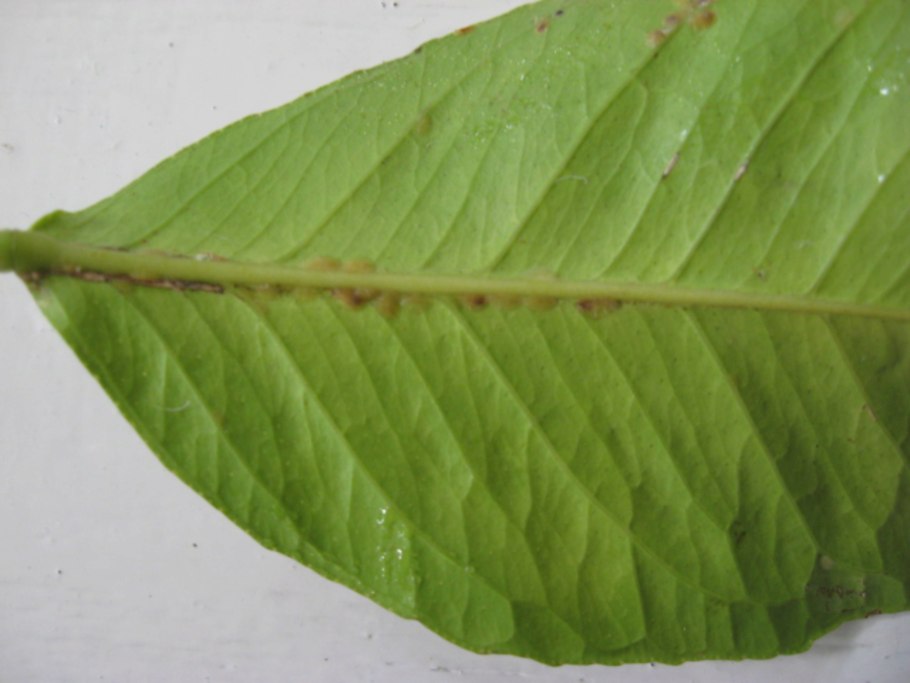 Черенкование гибискуса