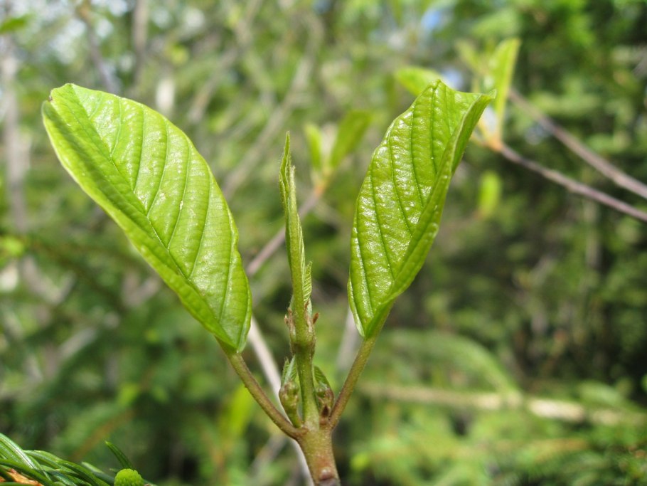 Почки распускаются