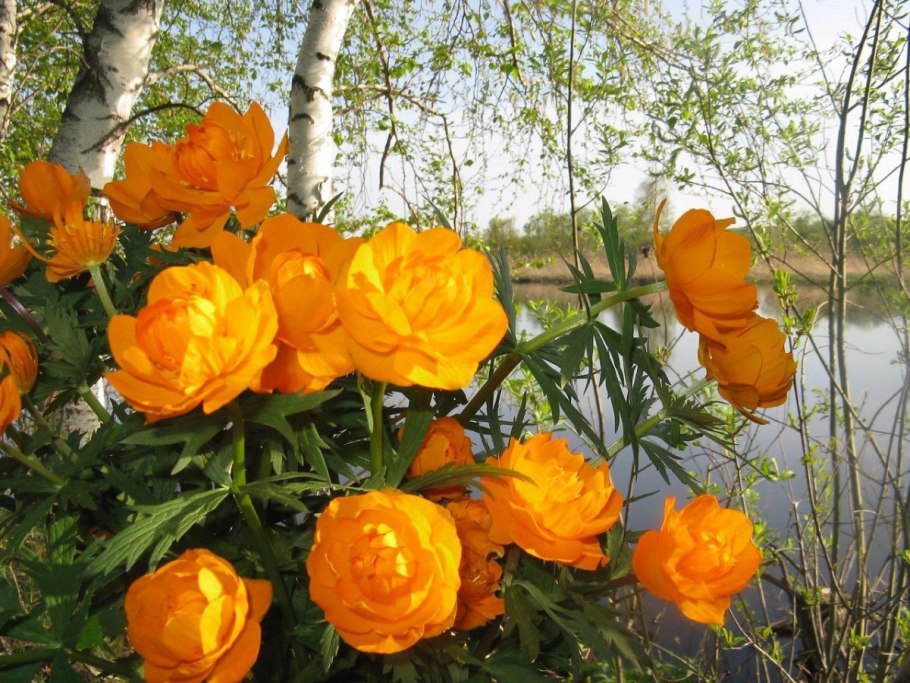 Цветок жарки