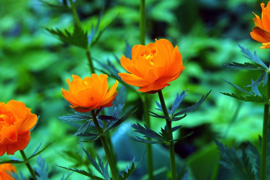 Купальница этна