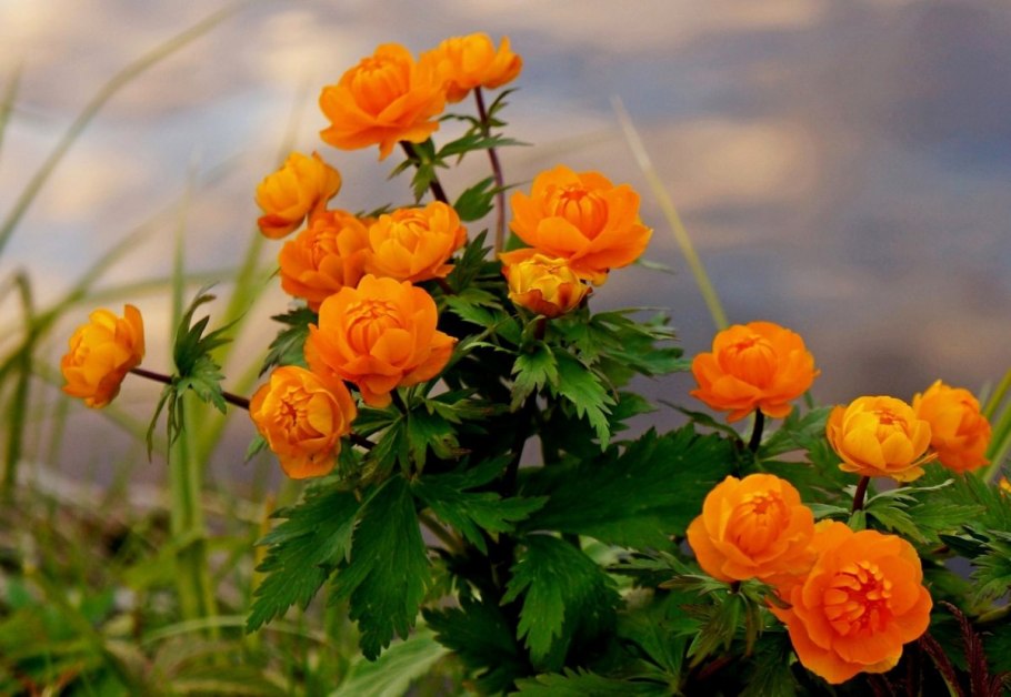 Купальница Алтайская