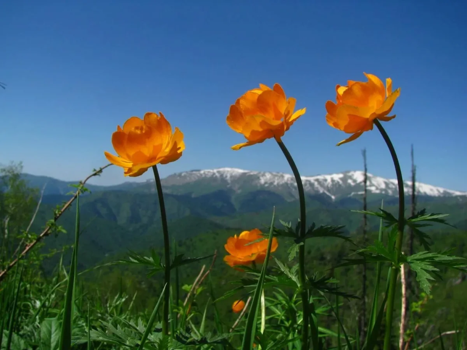 Купальница азиатская вертикально