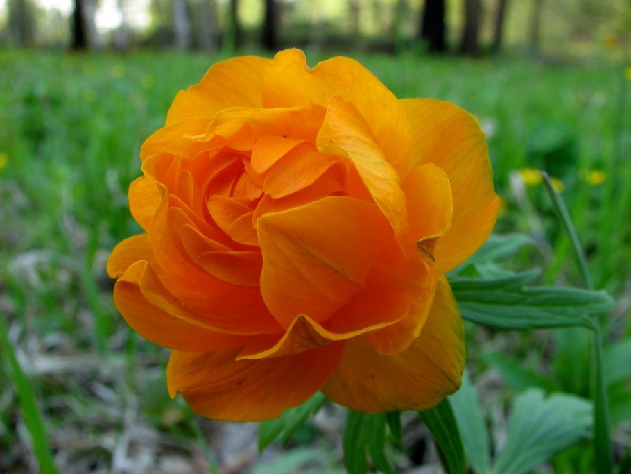 Цветок огонек