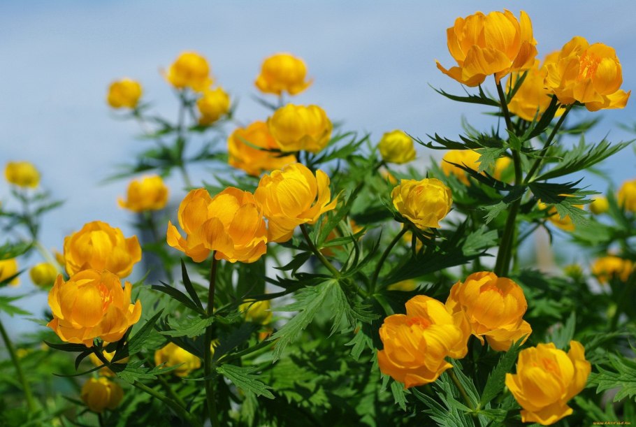 Купальница (trollius)