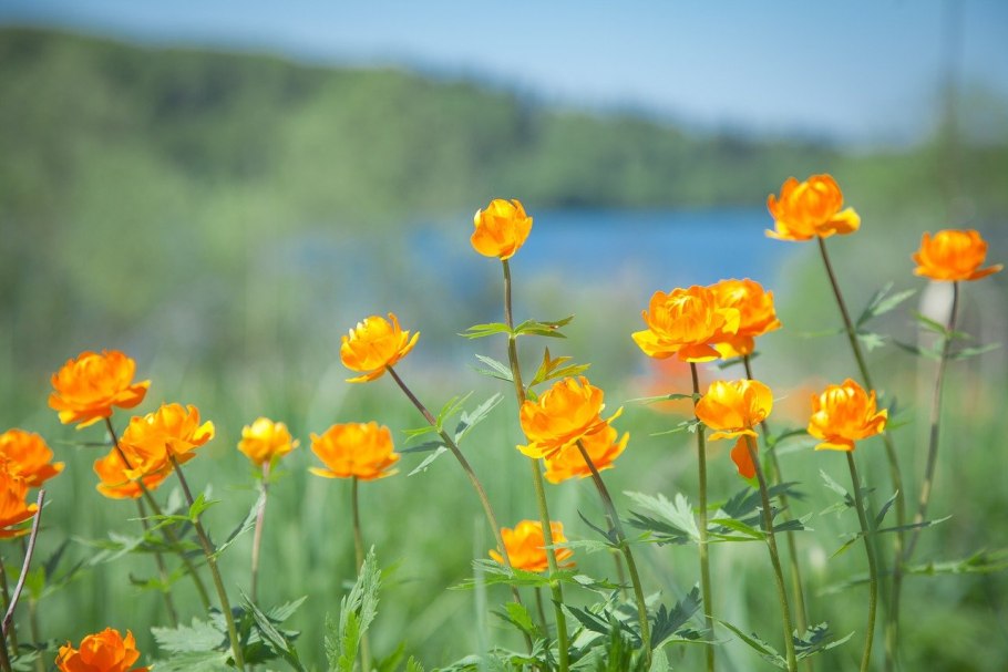 Купальница байкальская