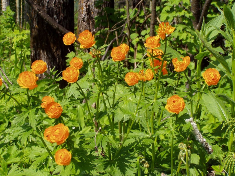 Купальница красная книга