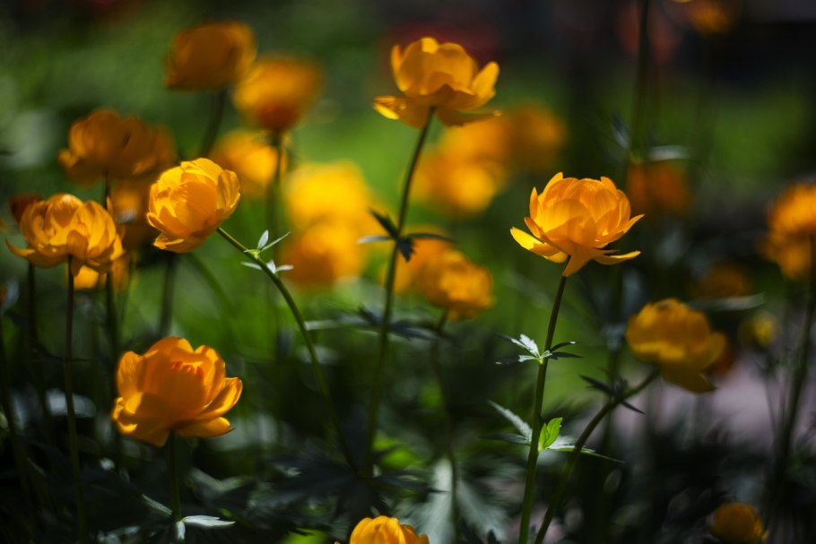 Цветок купальница