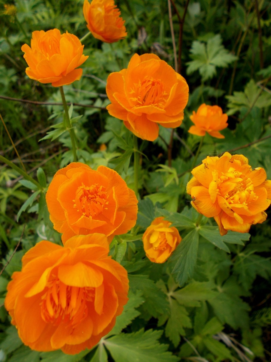 Огоньки цветы сибири