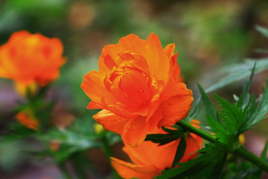 Купальница Виталия