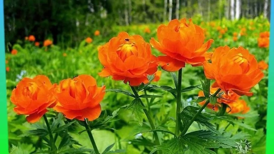 Купальница красная книга