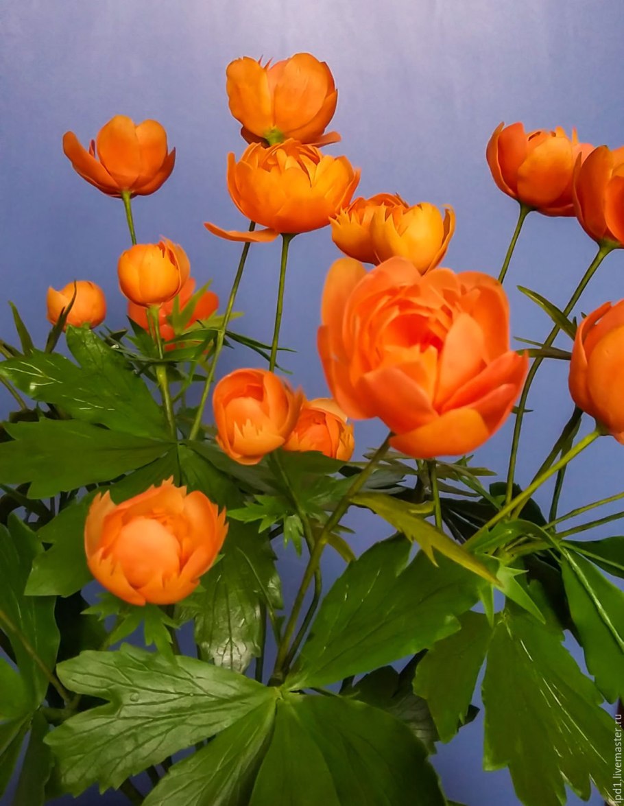 Цветок купальница