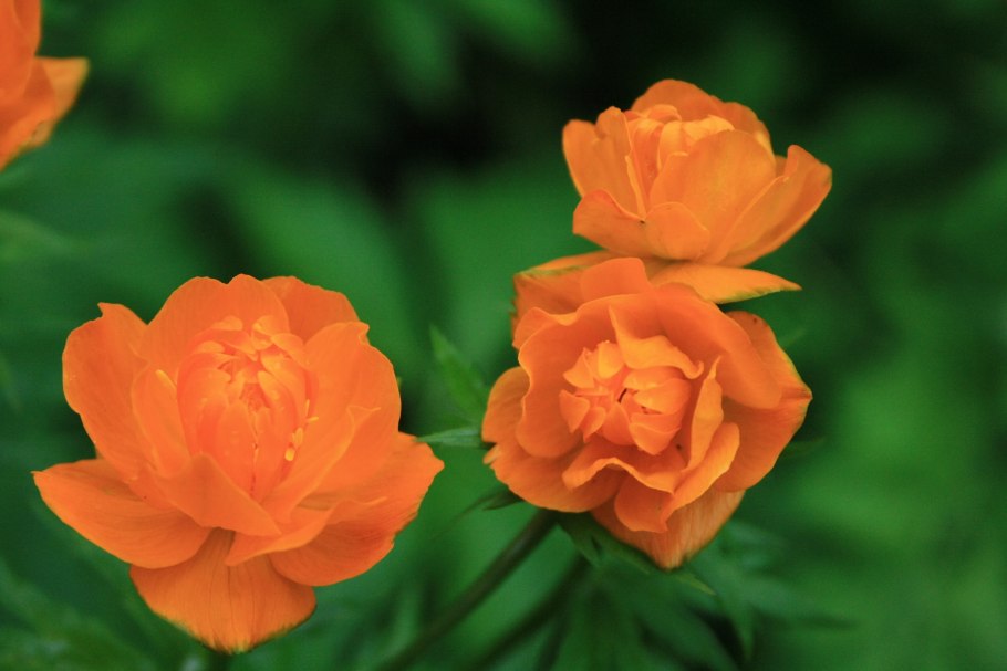 Купальница азиатская растение