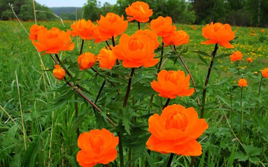 Купальница красная книга